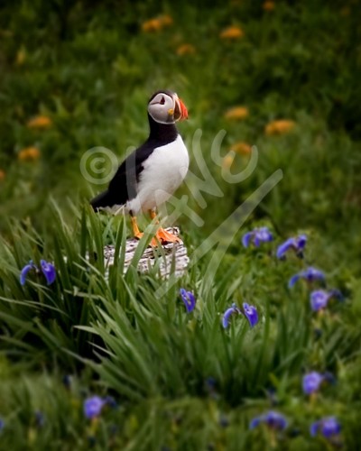 Puffin